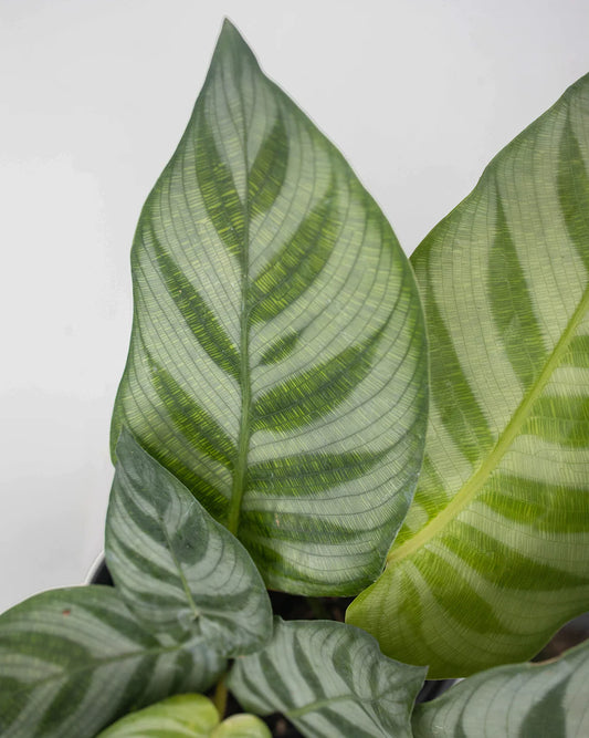 6 Rare Houseplants You Need to Add to Your Collection