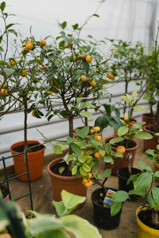 What Fruit Trees Grow Well In Pots