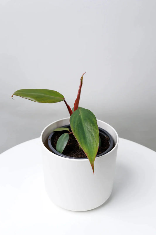 How To Take Care Of Your Philodendron Erubescens