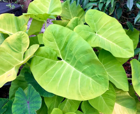 How To Take Care Of Your Xanthosoma