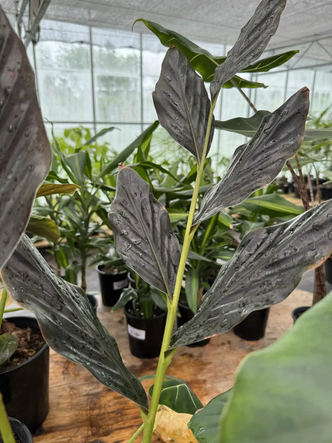 How To Take Care Of Your Zingiberaceae