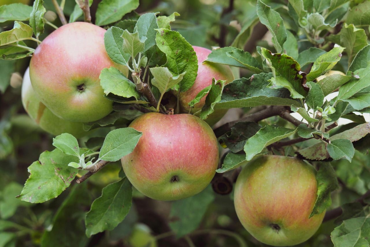 Why Your Fruit Tree Isn't Producing Fruit – The Green Grower