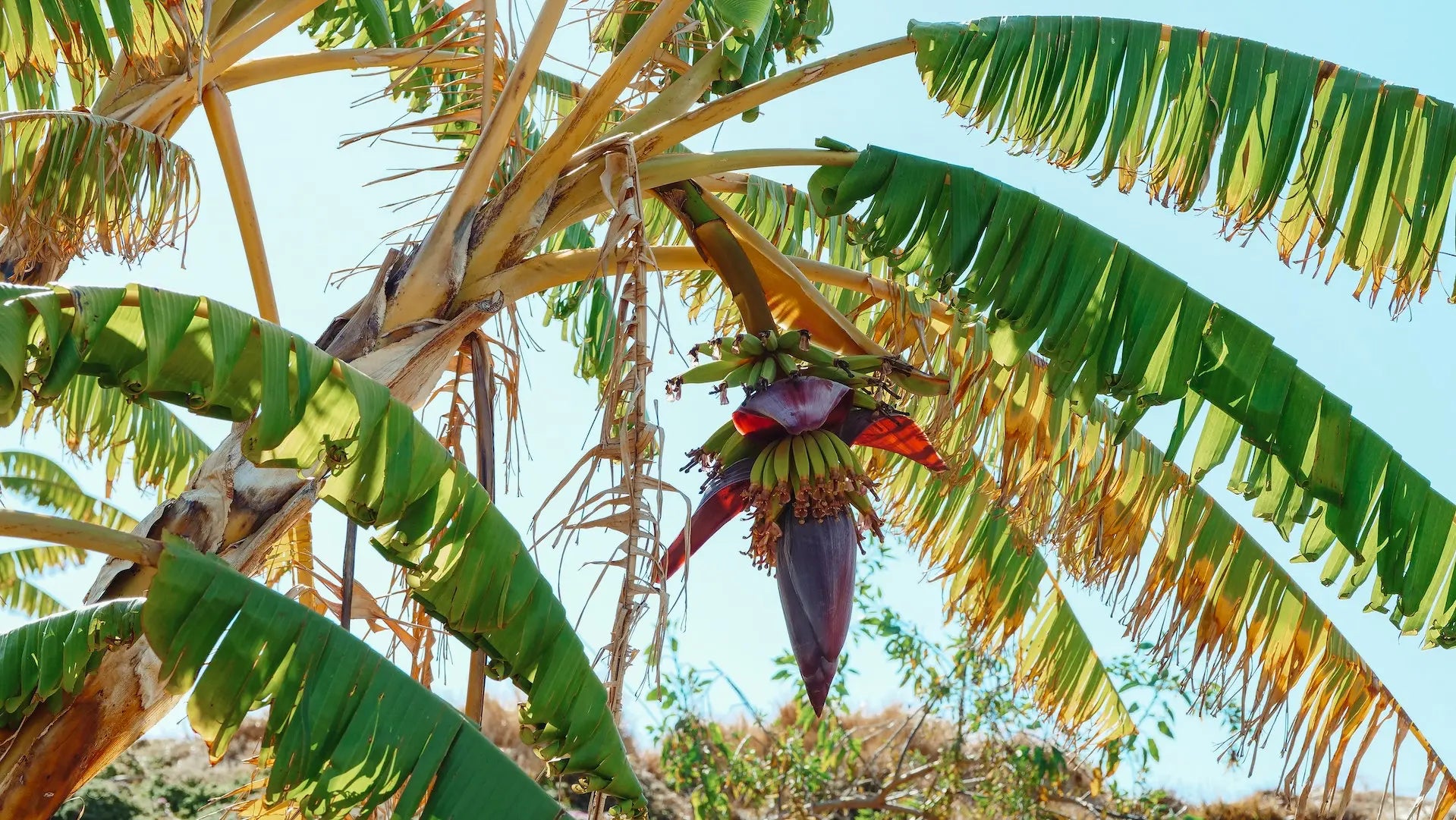 How To Take Care Of Your Banana Tree – The Green Grower