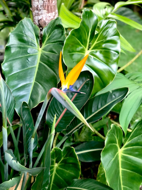How To Take Care Of Your Bird Of Paradise