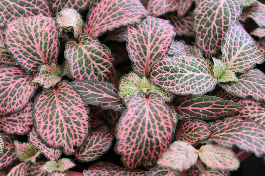 Pink Tropical Plants to Add to Your Plant Collection