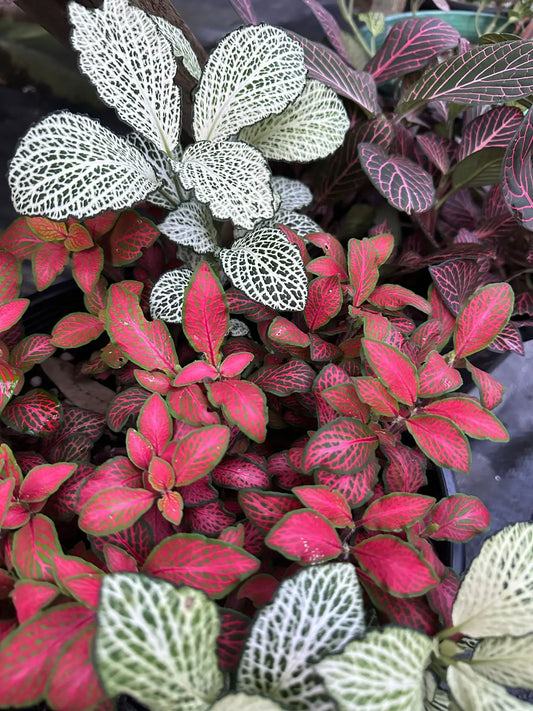 How To Take Care Of Your Fittonia