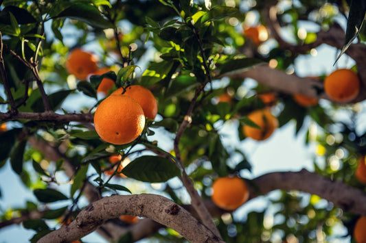 How Fruit Trees Grow