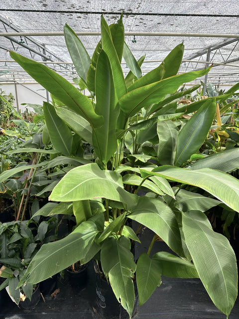 How To Take Care Of Your Heliconia