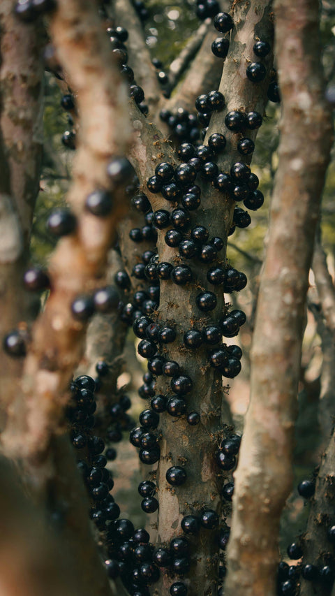Introducing the Jaboticaba Tree