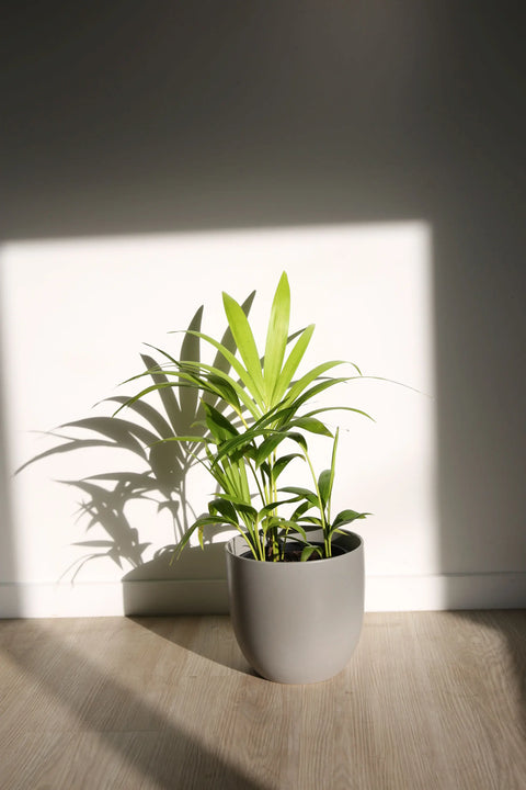 How To Take Care Of Your Palm Tree