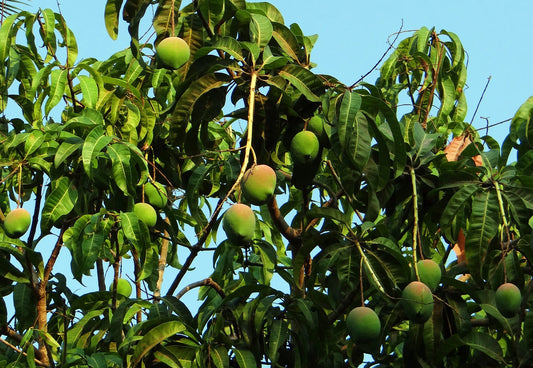 5 Unique Fruit Tree Varieties To Grow In Your Backyard