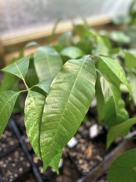 How To Take Care Of Your Mango Tree