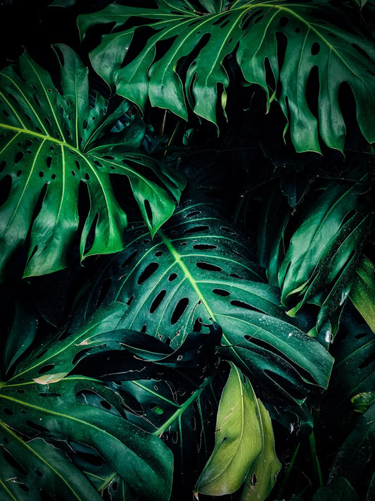 How To Take Care Of Your Monstera