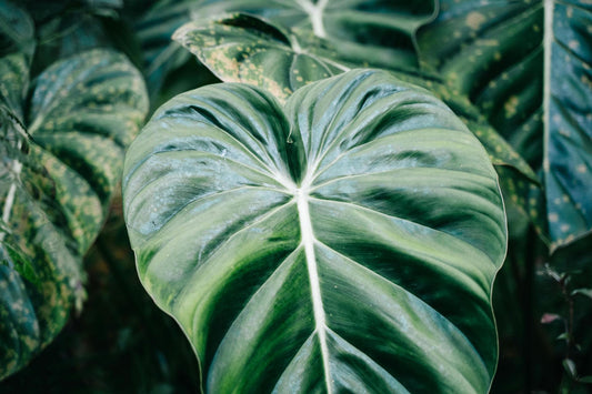 How To Take Care Of Your Philodendron Verrucosum