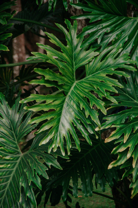 How Fast Does Philodendron Xanadu Grow?