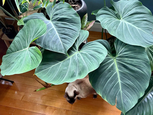 How To Take Care of Your Philodendron