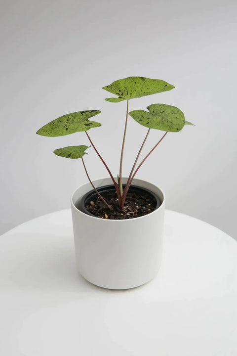 picture of rare plant, first in the country and sold by the green grower