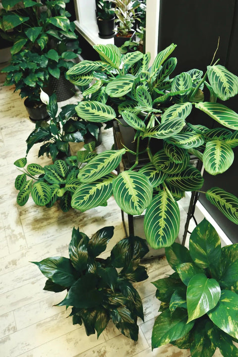 Indoor Plants