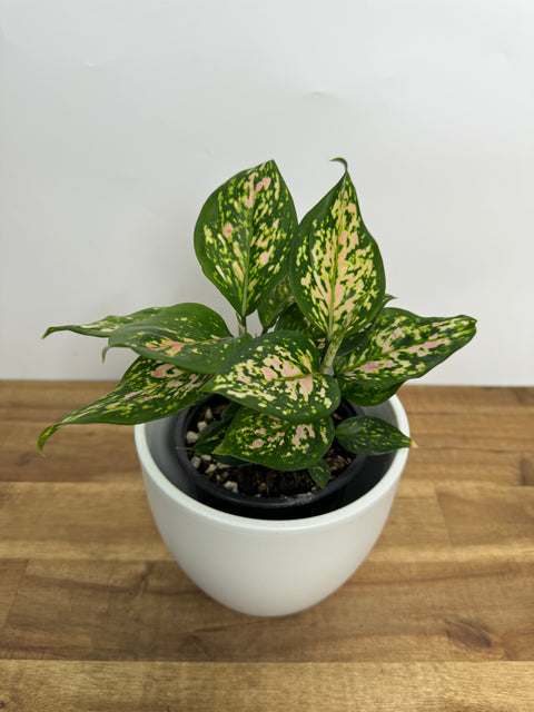 aglaonema green lady Aglaonema - Green Lady