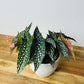 Begonia - Hot Spot