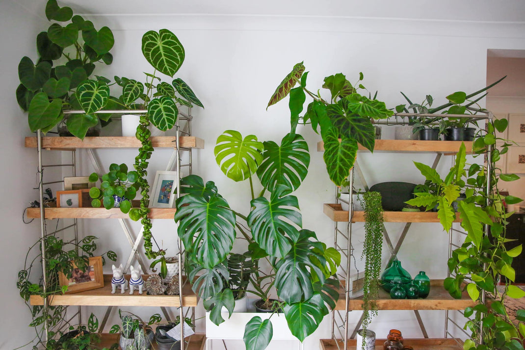 Buy Quality Plants Online, Houseplant Delivery Nationwide The Green Grower