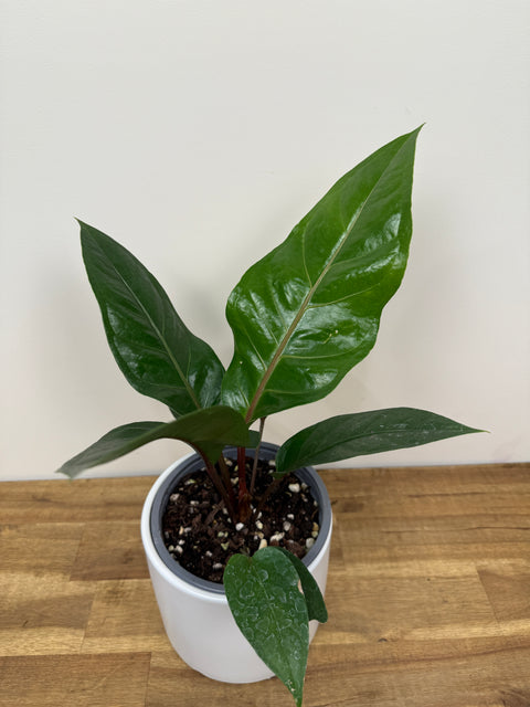 Anthurium Black dragon