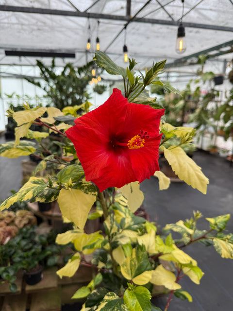 Hibiscus  - Yellow variegated