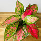 Aglaonema Lady Valentine