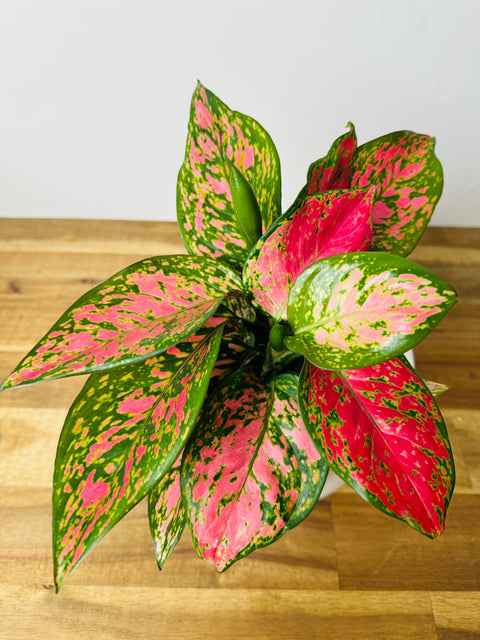 Aglaonema Lady Valentine