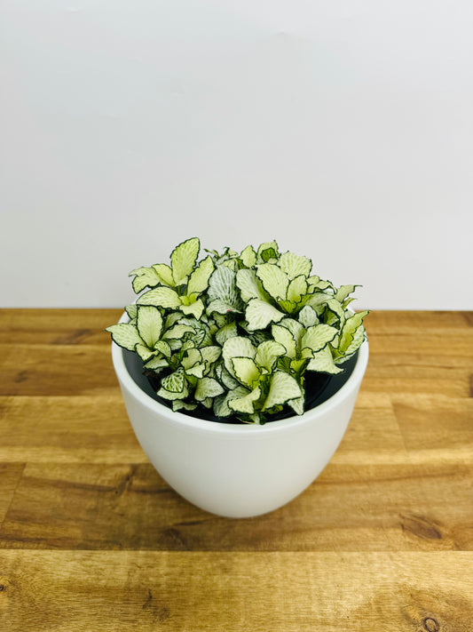 Fittonia White Anne