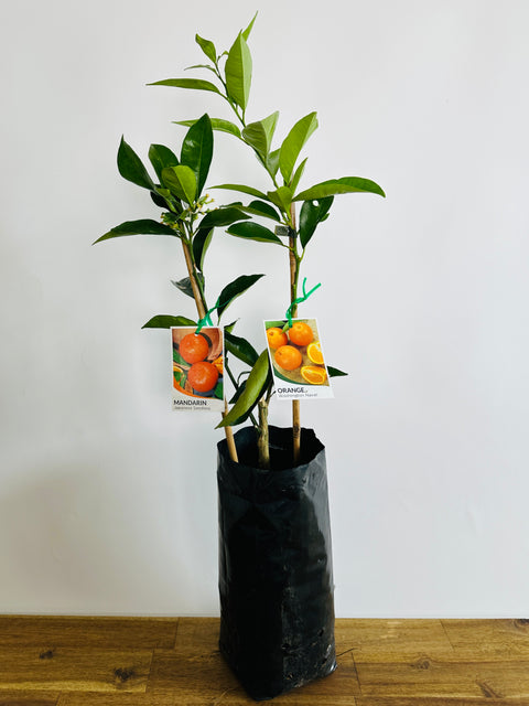 Double Happy Citrus - Mandarin X Orange