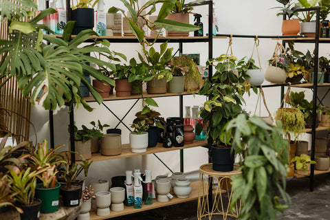 Delivered directly from our nursery to your front door, NZ wide. 