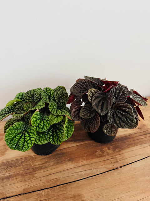 *SPECIAL* Pair of Peps