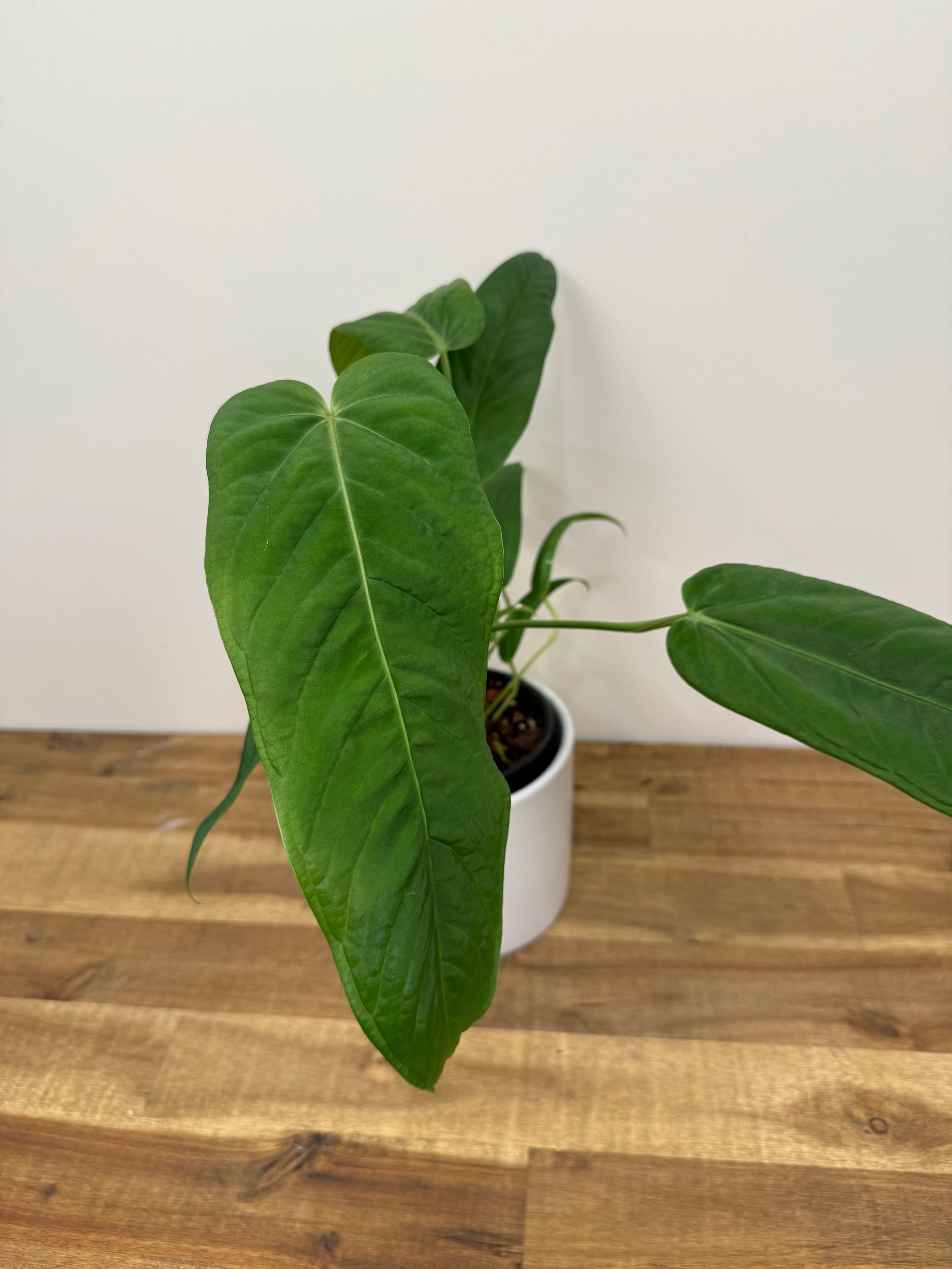 anthurium regale x magnificum Anthurium magnificum — Ecuagenera Orquídeas del Ecuador main image 1