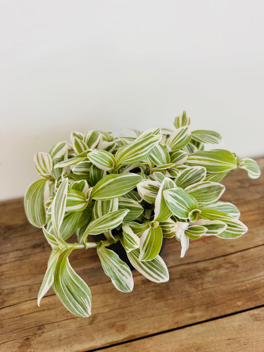 Tradescantia - Tenderness