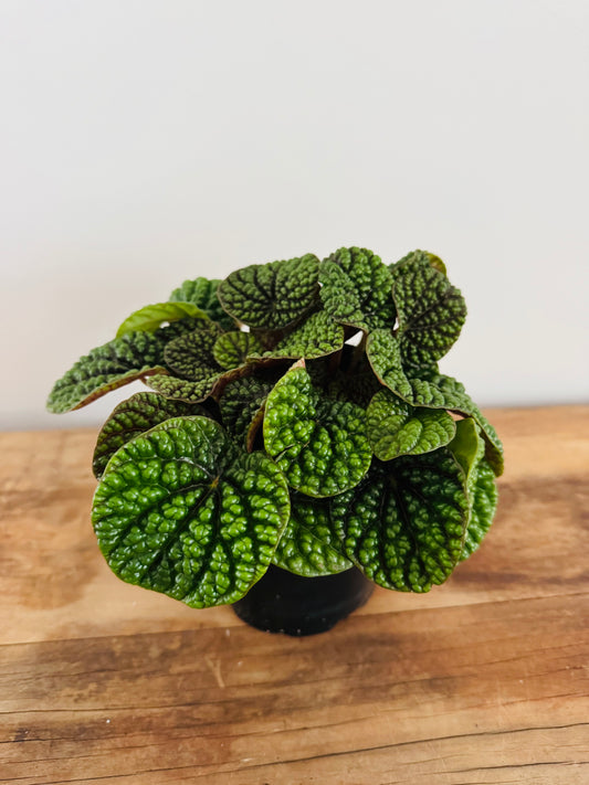 Peperomia Green Bubbles