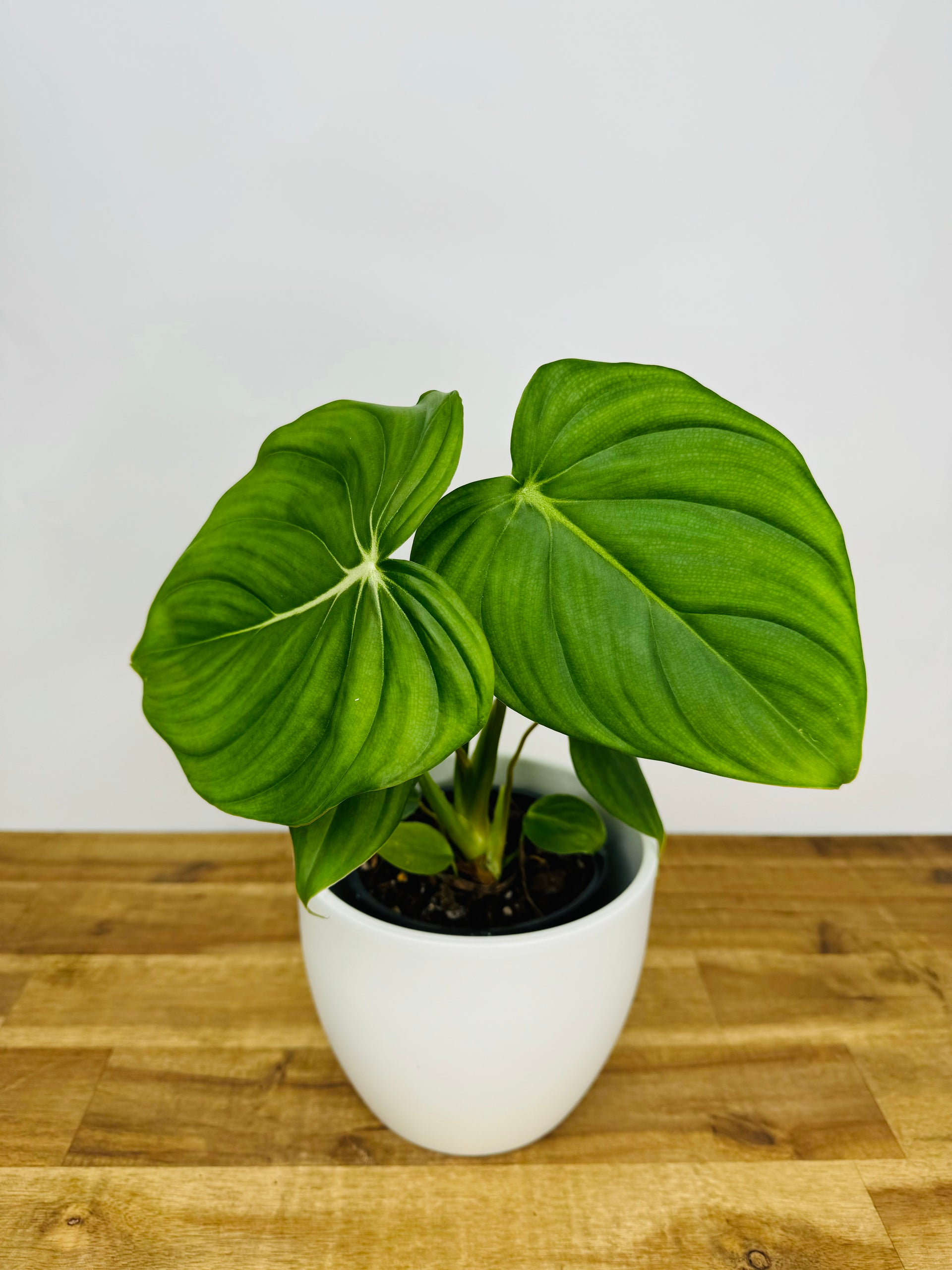 Philodendron Dean McDowell | Buy Online Now