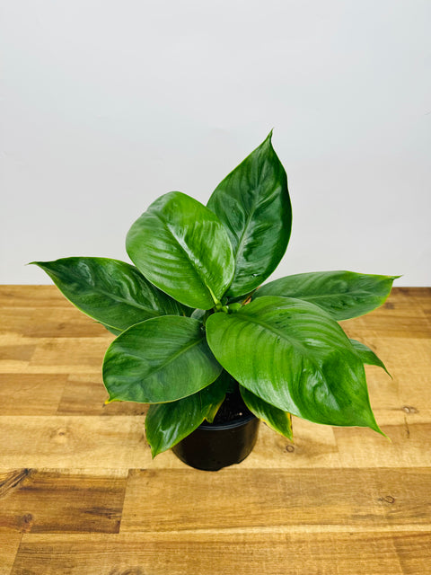 dwarf peace lily Peace Lily