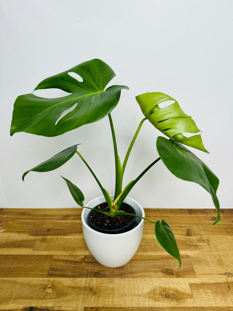Monstera Plants
