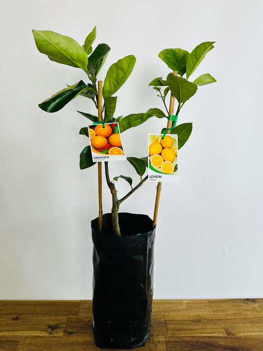 Double Happy Citrus - Lemon X Orange