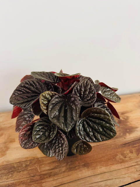 Peperomia Chocolat