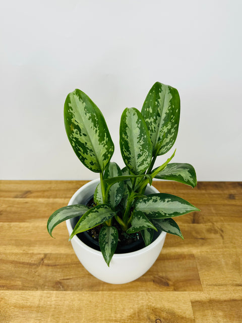 aglaonema jubilee Get Your Aglaonema Silver King Today – The Green Grower