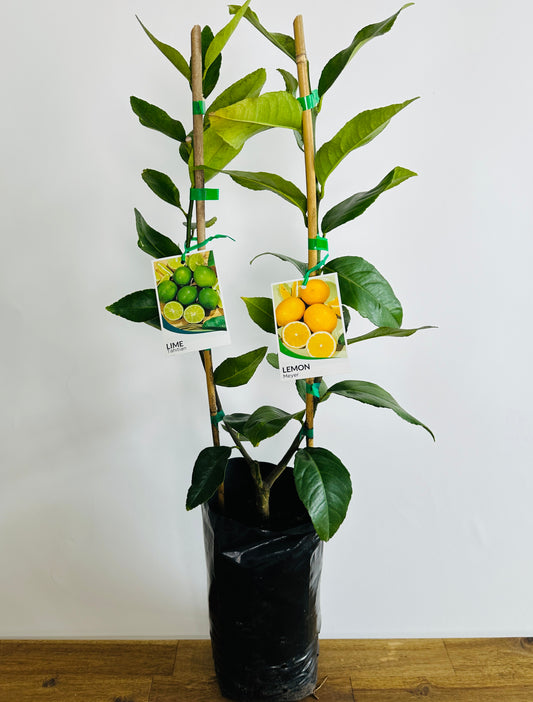 Double Happy Citrus - Lemon X Lime