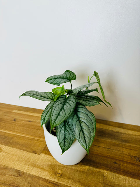 monstera siltepecana el salvador Monstera Siltepecana El Salvador | Buy Online Now