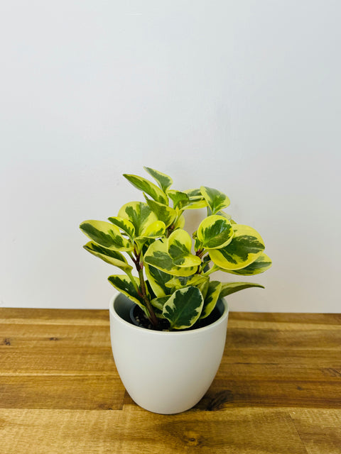 Peperomia obtusifolia - Albo