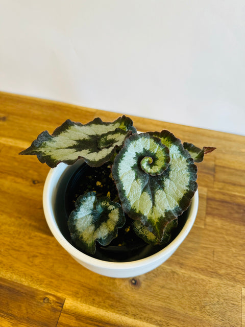 Begonia Escargot
