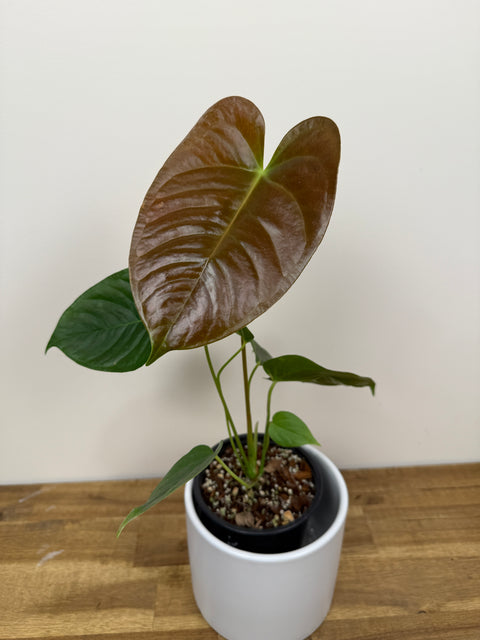 anthurium veitchii wide form A. Red beauty x Veitchii (wide form) – The Green Grower