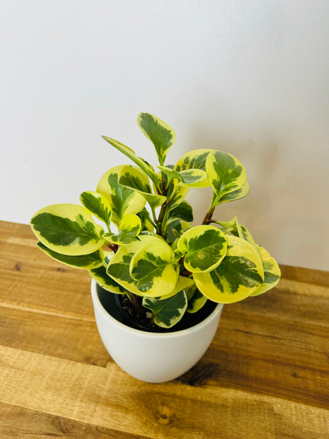 Peperomia obtusifolia - Albo