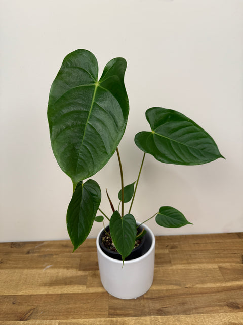 anthurium nz A. Red beauty x Veitchii (wide form) – The Green Grower