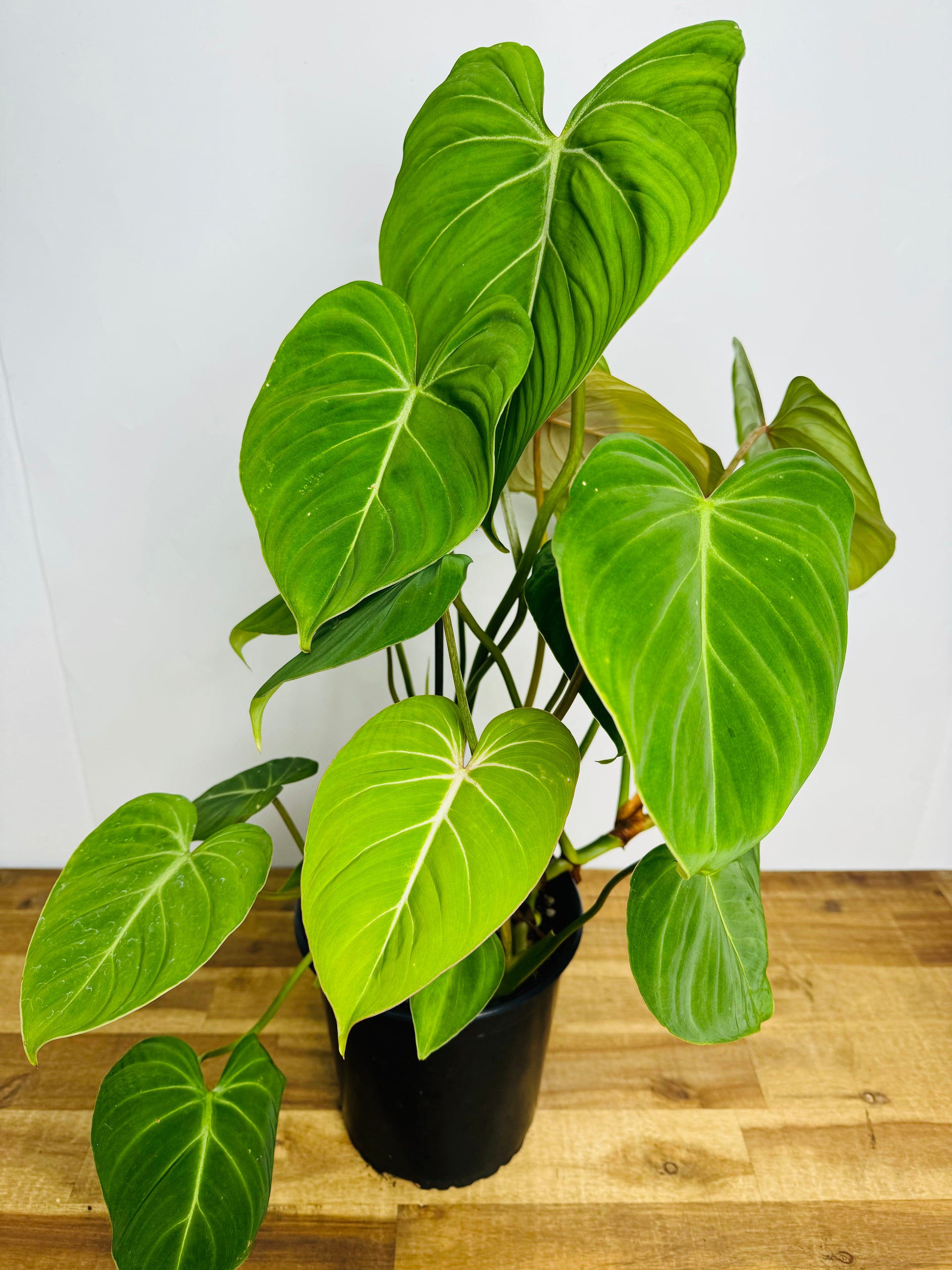 glorious jungle philodendron Philodendron Gloriosum | Buy Online Now
